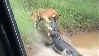 老虎與鱷魚爭奪獵物的精彩一幕