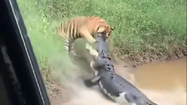 老虎与鳄鱼争夺猎物的精彩一幕