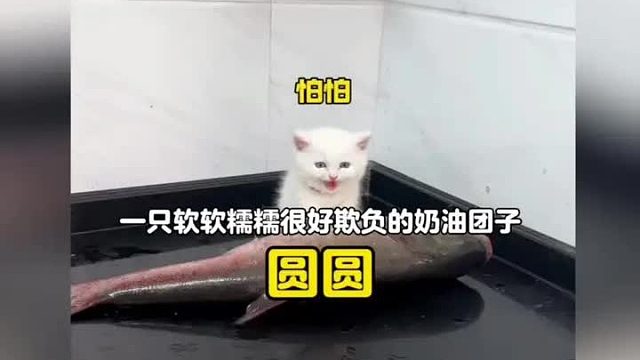 一只软软糯糯很好欺负的奶油团子，叫声奶凶奶凶的