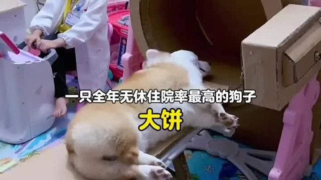 全网住院率最高的狗子，只因它有个从小梦想当医生的小主人