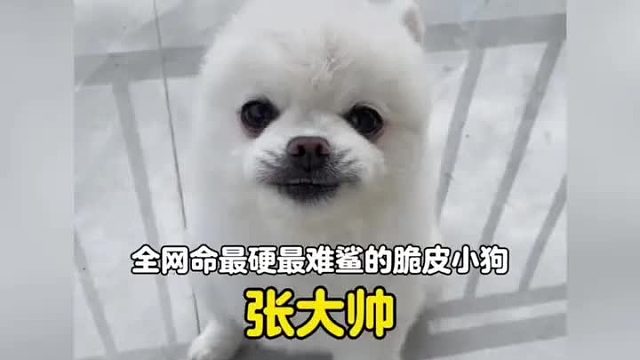 全网命最硬的脆皮小狗，半年时间经历了二十多次意外依旧活蹦乱跳