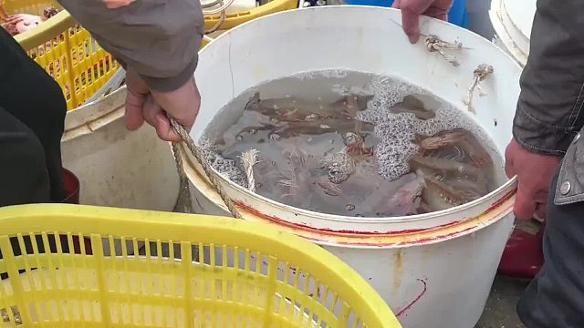大哥跟渔民交易海鲜，来来去去过了几招，普通人真的敢去码头来买