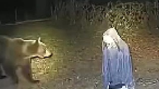 日本熊灾泛滥土办法一招解决