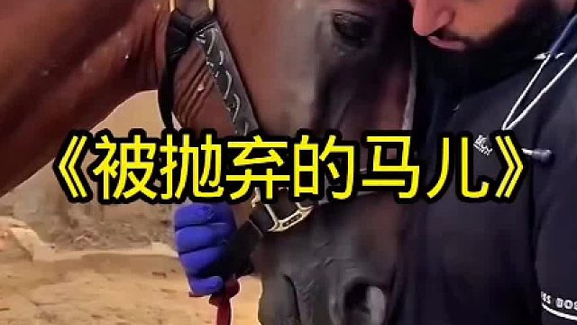 被抛弃的马儿遭到驱赶