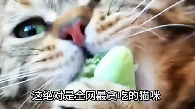 这绝对是全网最贪吃的猫咪