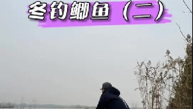 冬钓鲫鱼 （二）。