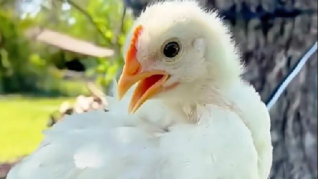 女孩去购物意外发现一只破壳的小鸡，没想到它长大后模样惊艳众人