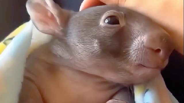 袋熊妈妈意外身亡抛下年幼宝宝，心善的女孩将小袋熊带回家照顾