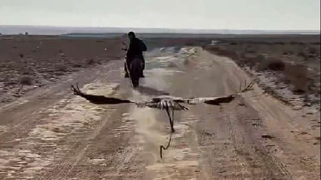 即将成年的金雕狩猎竟然如此凶猛