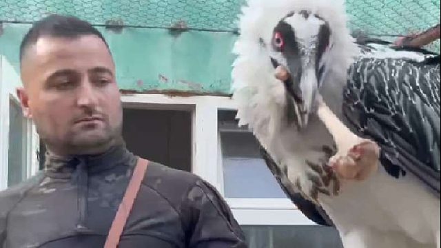 男子的爱宠生吞坚硬的羊骨头