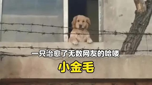还记得这只隔墙问候将近两年的哈喽小金毛吗