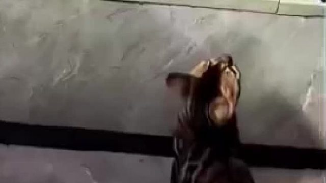 猫：吓死老子了，再也不喝鱼汤了。。