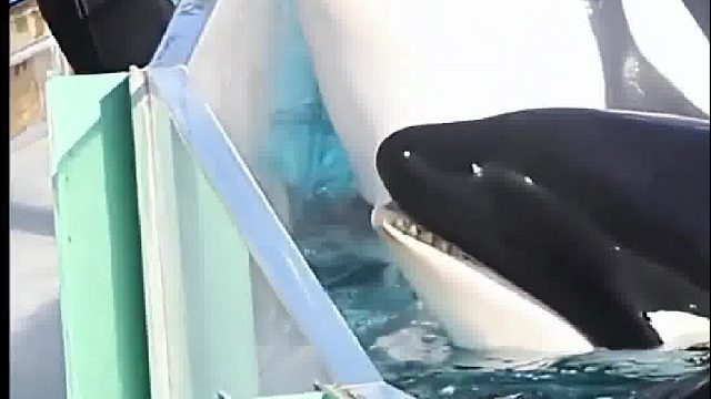 喂虎鲸吃点冰块