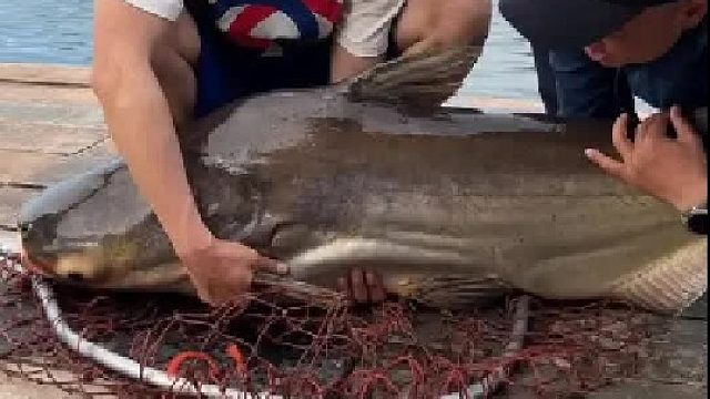 挑战巨型眉公鲶 。