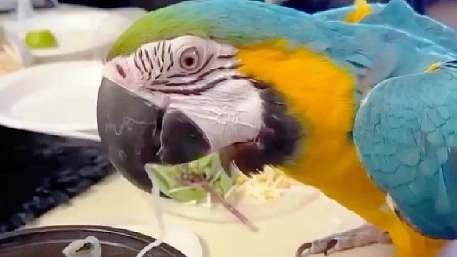 女孩在垃圾桶里捡到一只大鹦鹉，没想到它竟生了一堆宝宝送给女孩