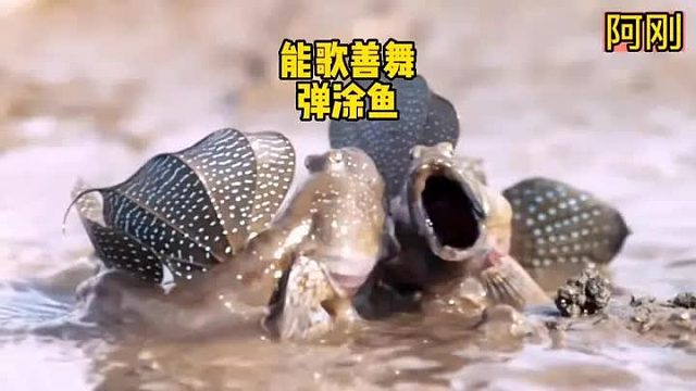 鱼界的天花板，能歌善舞，吃饱了还会打饱嗝