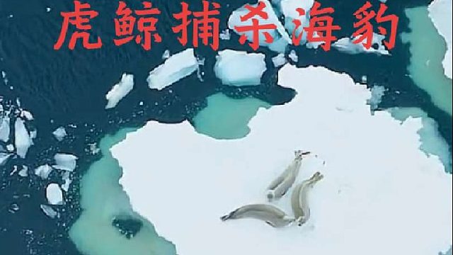 三头虎鲸抓捕冰层之上的海豹三兄弟