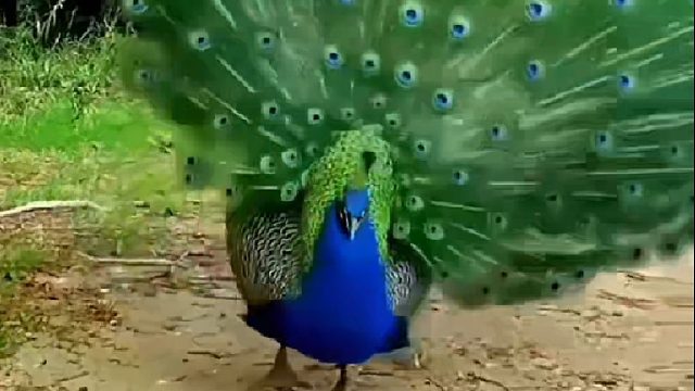 孔雀的配偶不慎掉入深井，孔雀竟向耕地小哥求助