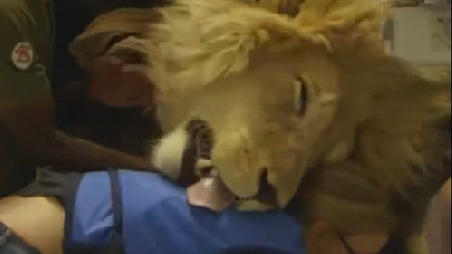 被眼镜王蛇咬伤的雄狮紧急送往医院救治