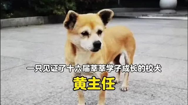 他们不仅教会学生读书，还让他们懂得了爱 从未参加过高考的阿黄，也正式毕业了