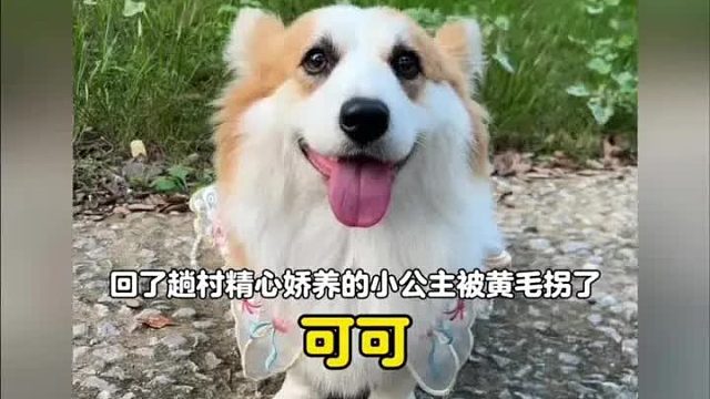 谁能想到只是回了趟农村，精心娇养的小公主竟被偷家了