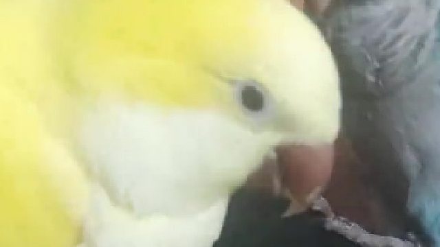 把头发当玩具了