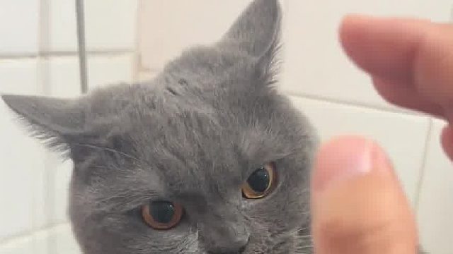 这架势真的太搞笑