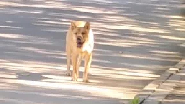 做好预备动作，准备扑过来