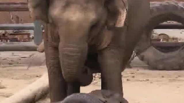 小黑胖摔跤后能自己起来了