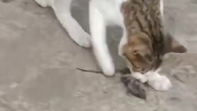 小老鼠最后还是逃不出我家猫猫的手掌心