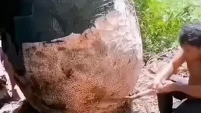 棕榈树的利用方式真是绝妙