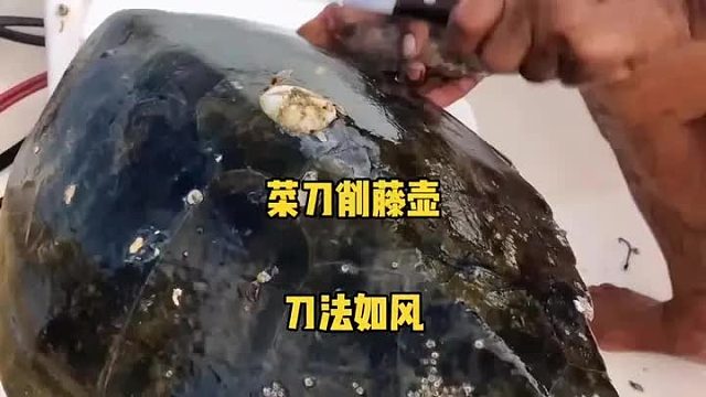 救助海龟之后菜刀削藤壶，刀法如风，行云如流水