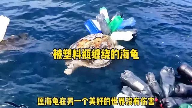 溺水的海龟，不能浅下海里，已经奄奄一息，幸好救援队来了