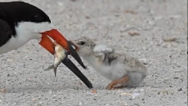 白额鹬投喂幼崽的暖心一幕