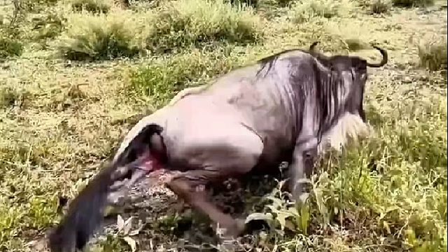 角马妈妈侥幸逃过一劫