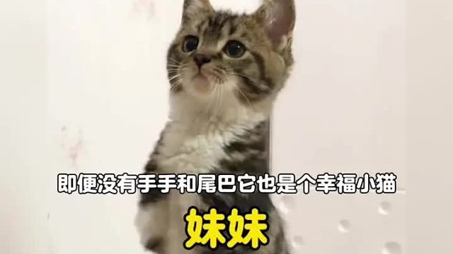 没有手手和尾巴它也是个幸福小猫，男孩儿也可以叫妹妹