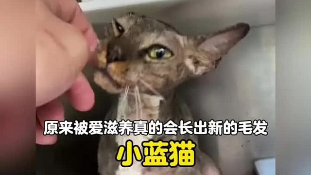 被爱会长出新的毛发，这次是妈妈为它精心准备的花大衣