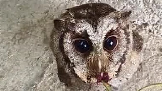 飞来一只小可爱