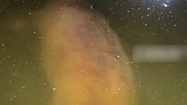 动物园河马在水下睡觉，第一眼以为它淹死了