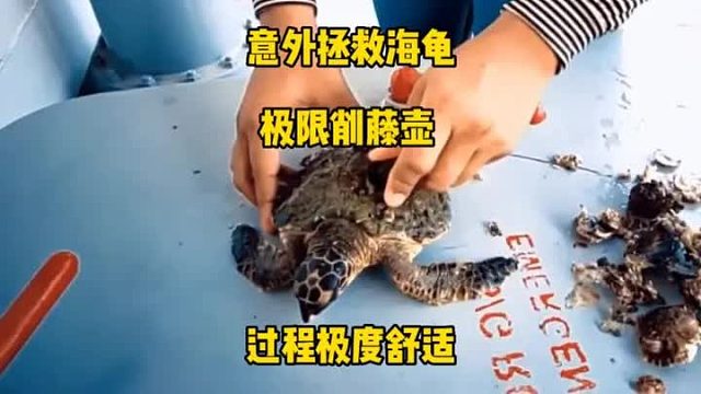 蹲着坑也要看完的海龟，这只海龟从小生活的都不幸福，看完极度舒适