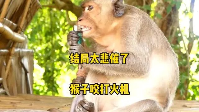 小猴子真坑妈，母猴接过小猴子捡的打火机，母猴一口下去，砰的一声