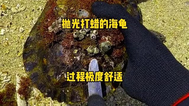 海里面飘着一大块藤壶，拿起发现是个神龟，清理过程太解压了