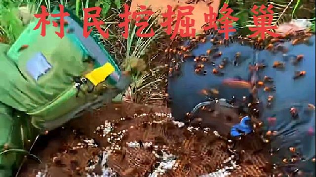 村民在后山竹林里发现巨大爱心蜜巢