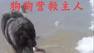 狗狗營(yíng)救小主人
