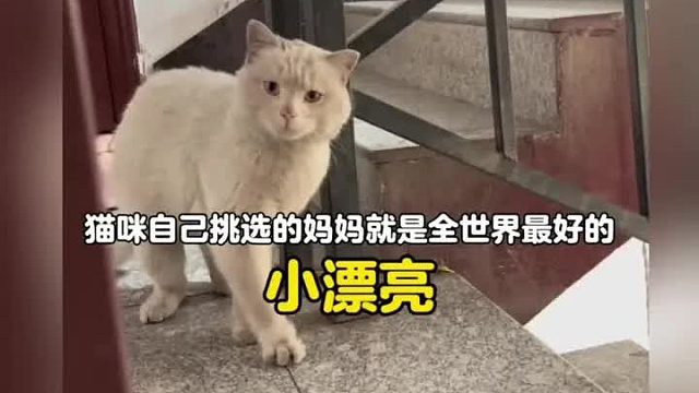 猫猫：我很确定你就是我的妈妈 果然猫咪自己挑选的妈妈就是全世界最好的