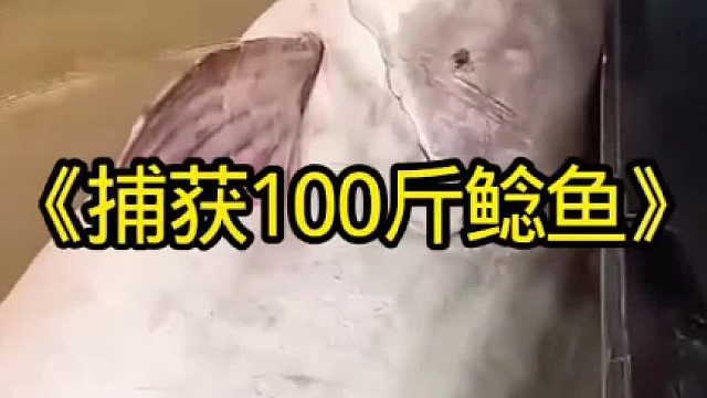 捕获斤的巨型鲶鱼