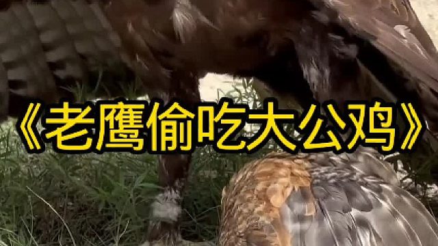 贪吃的老鹰偷吃大公鸡