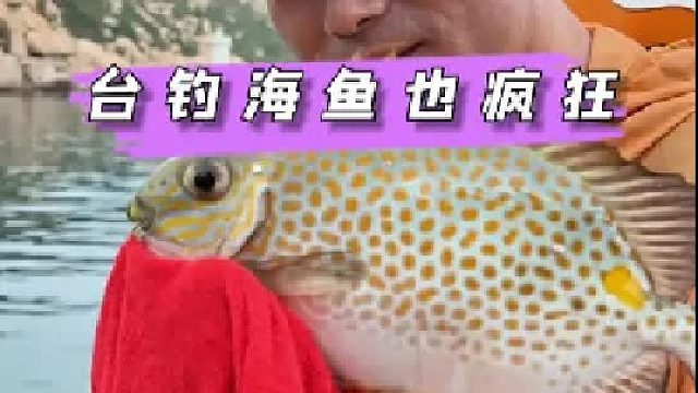 用台钓装备在海岛上钓海鱼，一杆一个轻松爆护是种什么样的体验。