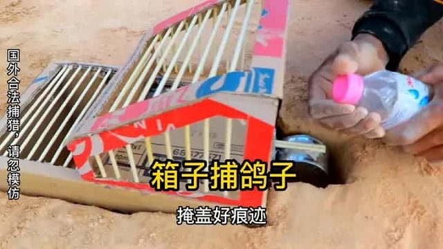 古有瓮中捉鳖，今有，鸽子钻箱子。