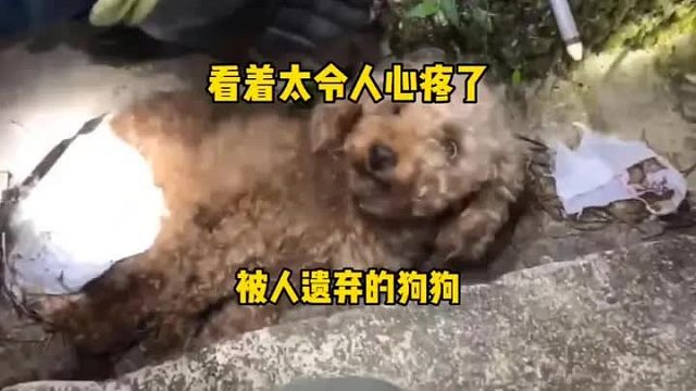 狗狗被前主人折磨半身不遂，被扔进下水道，幸好被救援队发现